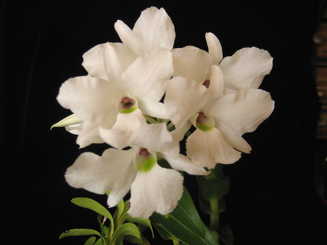 Dendrobium sanderae v. luzonicum