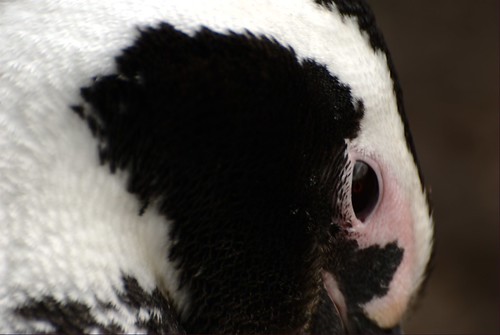 Closeup's penguin by Aztlek