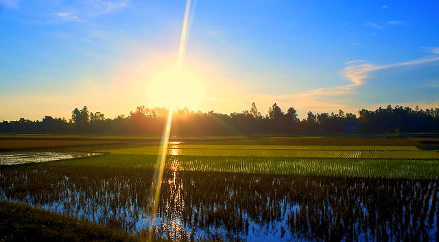 Rice paddy fields at Dawn