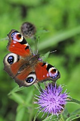 British wildlife: Invertebrates