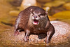 Otter with open mouth