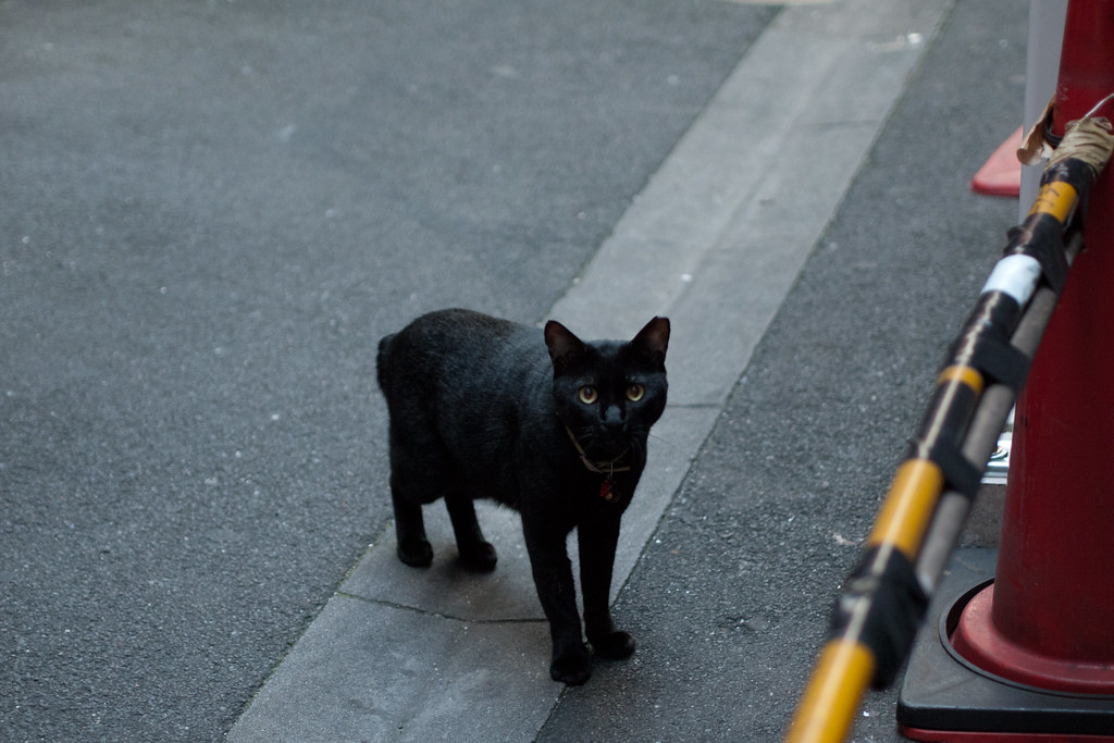 黒猫 2011/09/11 P1070600