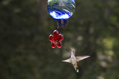20110821 - Hummingbirds 2011