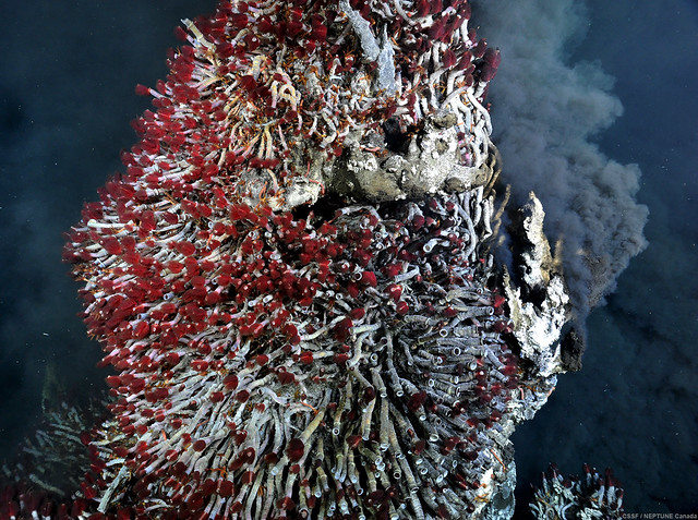 The pinnacle of this vent chimney is inhabited by a thriving community of tubeworms (Ridgeia piscesae).