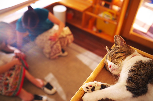 let the sunshine in (at a cat cafe, Nara)