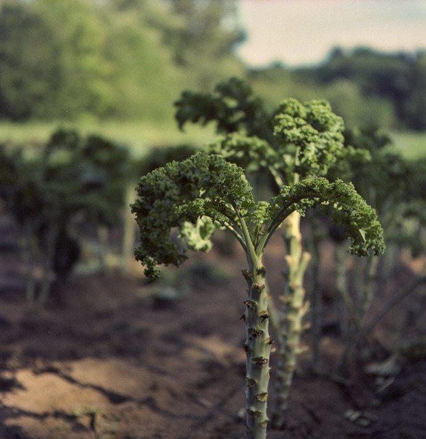 Healthy Food Dinosaur Kale by Metrix X