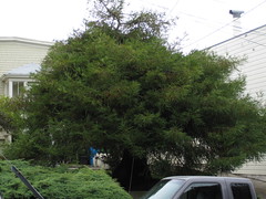Yard sequoia