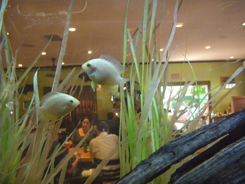 Kolor kamyków w baniaku a akwariowe ryby gatunki fish tank in a restaurant