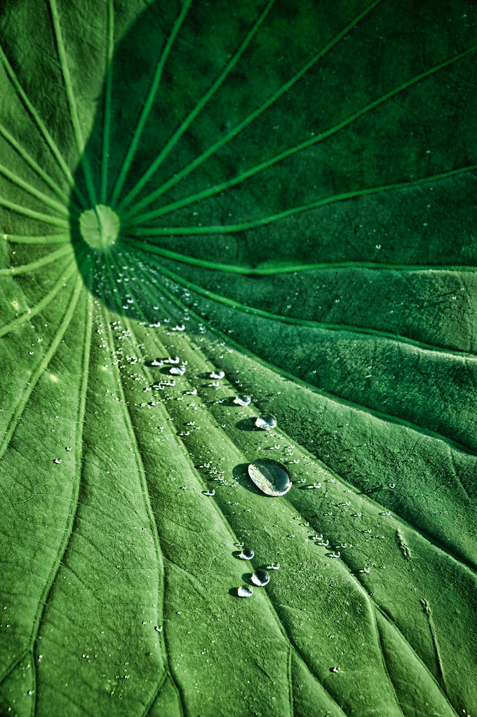 Lotus Leaf and Water,by Reed A. George