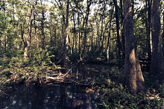 Swamp Trail