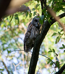 barred owl (strix varia)