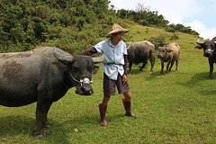 擎天崗景觀元素：水牛、草原與農業，水牛與常民生活記憶深深連結，非神戶牛可比擬。（圖片來源：林務局）