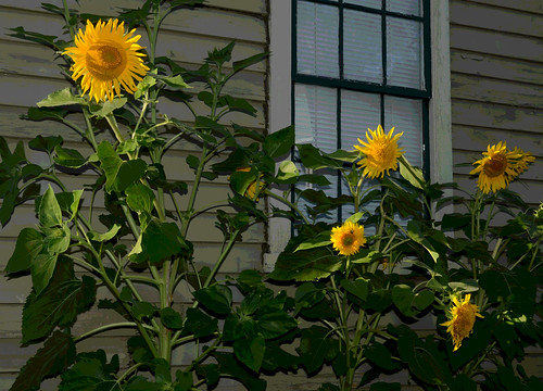 Sunflowers in the Sun - East Greenwich, Rhode Island