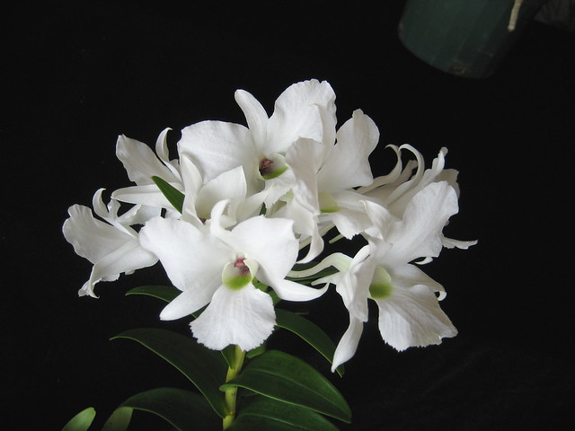 Dendrobium sanderae var. luzonicum 2