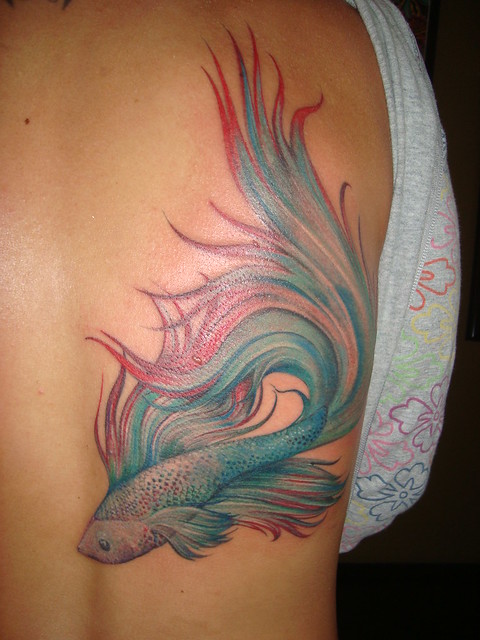 second session on the 2 big ol' japanese fighting fish