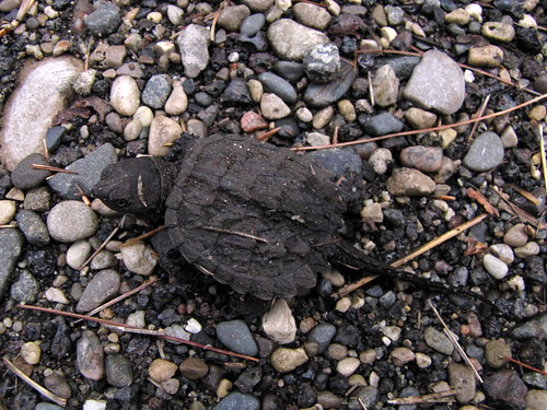 Hatchling Snapping Turtle