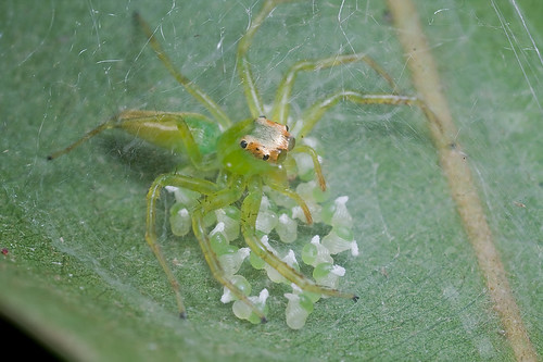 green jumping spider guarding her eggs IMG_8836b copy