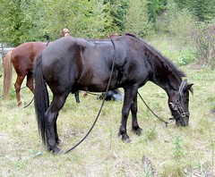 Fitjamyri/Icelandic Horse World, BC
