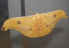 Saturniid moth (Antheraea sp.)