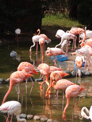 フラミンゴ/Flamingo