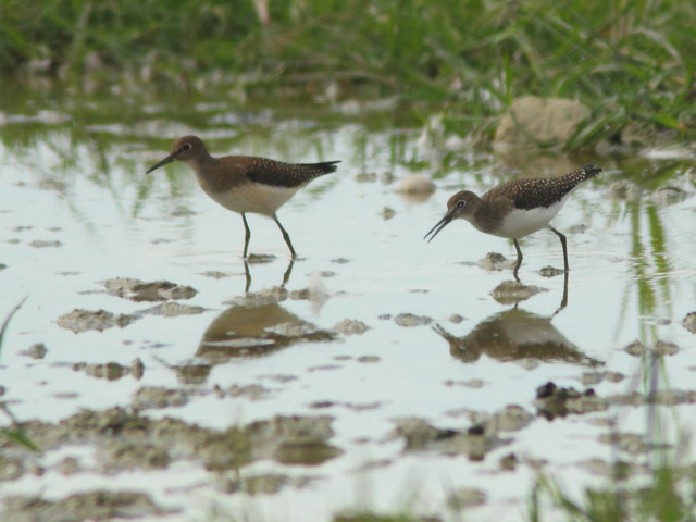 Solitary Sandpipers 20110821