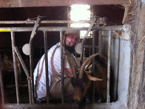 Morning milking of the goats