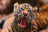Yawning tiger cub II