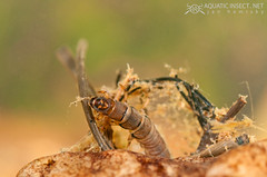 Net-spinning caddisfly larvae (Trichoptera, Hydropsychidae)