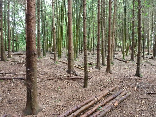 Norway Spruce plantation