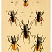 011-The cabinet of oriental entomology…1848- John Obadiah Westwood