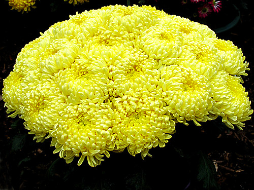 aa Misty Lemon Chrysanthemums,Chrysanthemum Stall, Wisley Flower Show 8 9 11.  IMG_5070 by dvorahuk