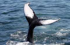 WHALE WATCH  |  BALEINES  | PROVINCETOWN  |  CAPE COD  | MA