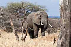 坦尚尼亞Tarangiri國家公園的大象。圖片節錄自： Gerald Reisner相本。