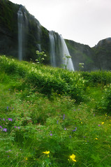Waterfall with wildflowers