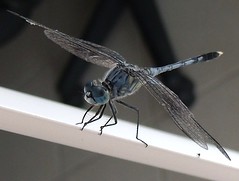 Ground Skimmer Dragonfly or Blue Percher  