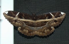 Erebus Moth (Erebus ephesperis)