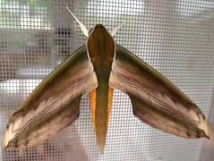 Yam Hawk Moth (x4)