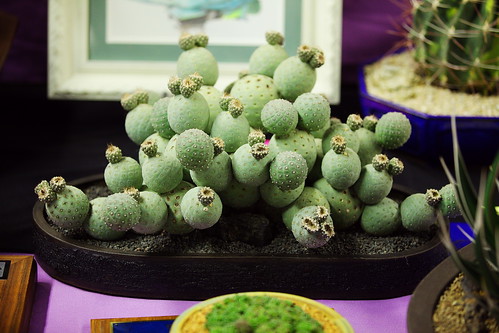Tephrocactus geometricus, Best Advanced Cactus by ktvamp
