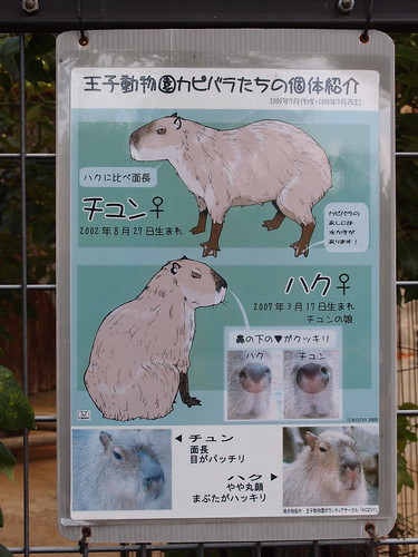 チュンさんとハクさんの見分け方/Identification tips of Capybara