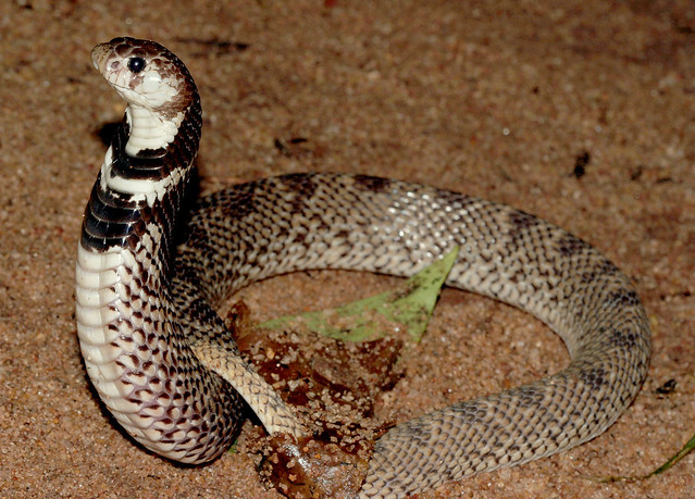 Shield-nosed Cobra