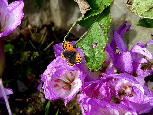 Small Copper butterfly on Autumn Crocus