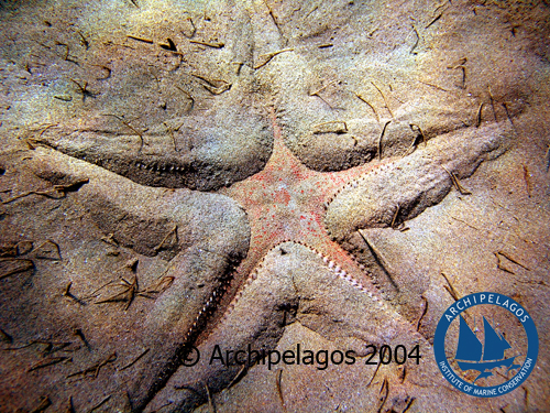 Star Fish/ Astropecten aurantiacus