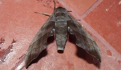 Hawk Moth (Polyptychus trilineatus)
