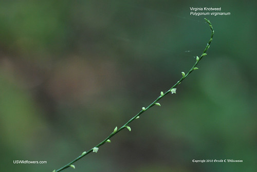 Virginia Knotweed, Jumpseed - Polygonum virginianum