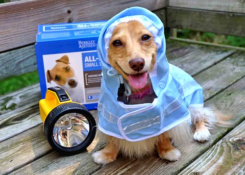 Hurricane Preparedness Doggy Style by Doxieone