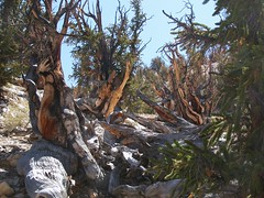 2010 Bristlecone Pine