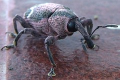 weevil (A)