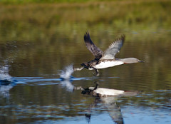 Red-throated
Loon in flight