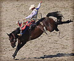Horses, Rodeos, Races