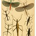 017-The cabinet of oriental entomology…1848- John Obadiah Westwood